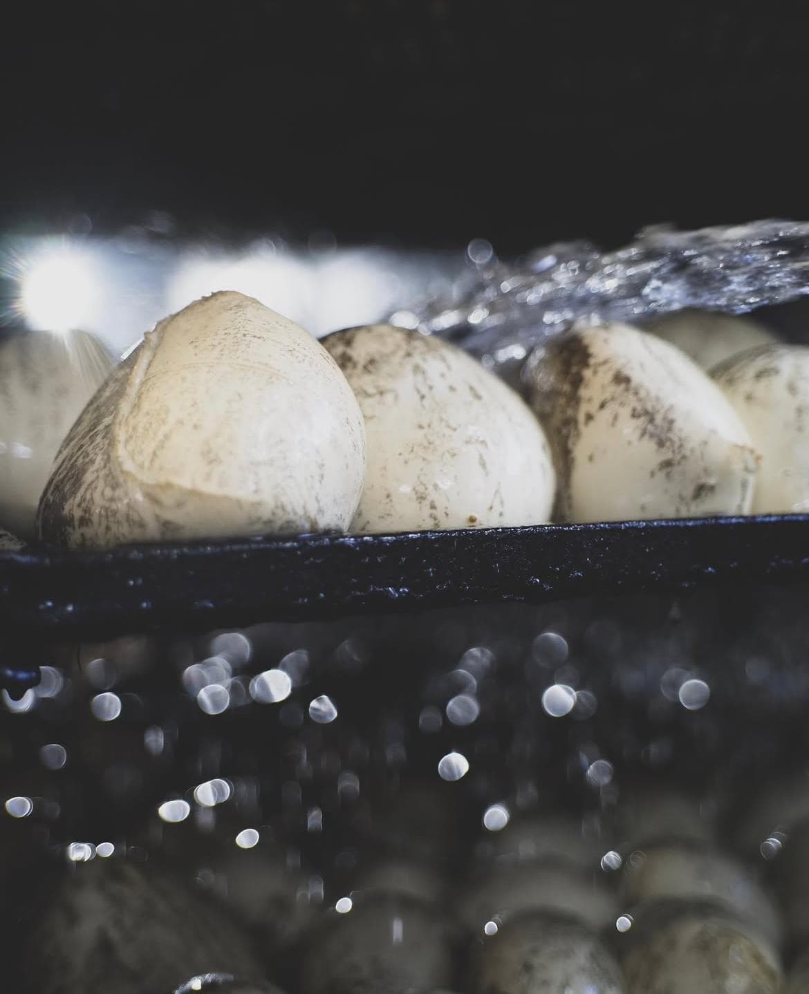 Färsk mozzarella